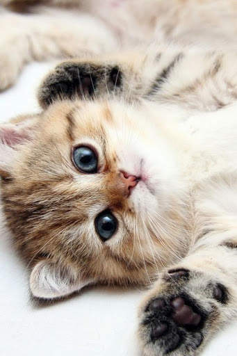 Cat Video Live Wallpaper screenshot 7