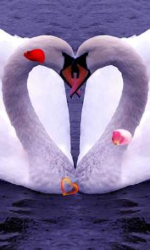 Swans Love live wallpaper screenshot 1