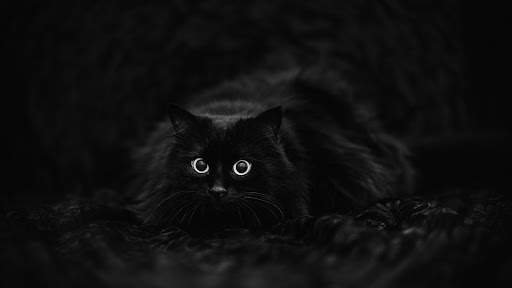 Black Wallpapers | hd backgrounds screenshot 9