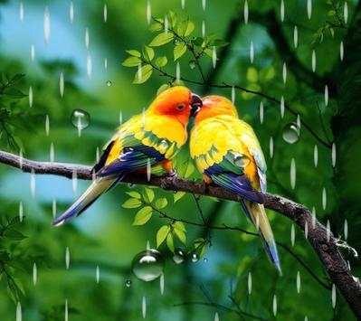 Rainy Bird Live Wallpaper screenshot 1