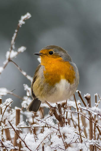 Bird Wallpaper screenshot 8