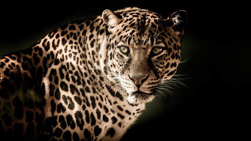 Leopard Live Wallpaper (Wallpapers & Backgrounds) 10 تصوير الشاشة