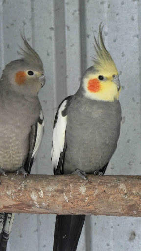 Cockatiels Bird Wallpapers HD screenshot 8