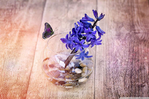 Hyacinth Wallpaper HD screenshot 4