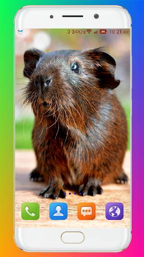 Guinea Pig Wallpaper screenshot 4