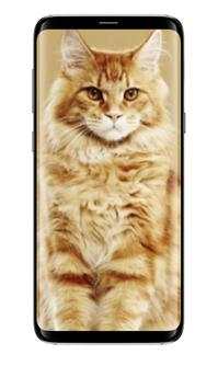 Cute Cats All Beauty Wallpaper screenshot 1