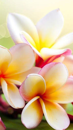 Flowers Wallpapers HD 2021 screenshot 5
