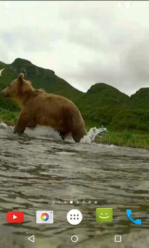Bear 4K Video Live Wallpaper screenshot 3