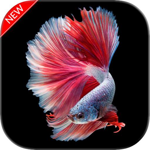 New Betta Fish Wallpaper 1.02
