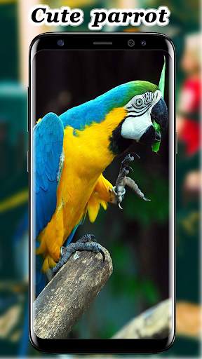Cute Parrot Wallpaper screenshot 9