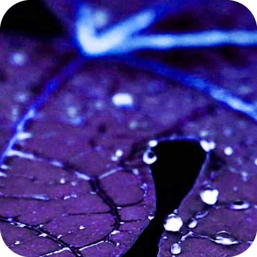 Blue Leaf Water Drop Theme HD 4.8.9