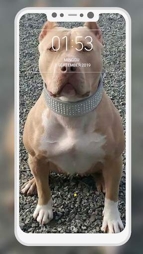 Pitbull Wallpaper screenshot 12