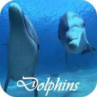 Dolphins Video Live Wallpaper