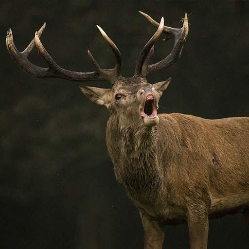 Deer sounds - Ringtone,Alarm &amp; Notification Sound icon