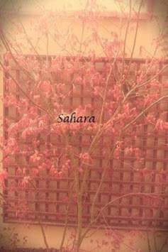 Camera Filter Free screenshot 3
