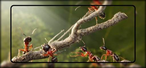 Ant Wallpaper screenshot 6