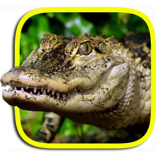Crocodile Live Wallpaper 4.0