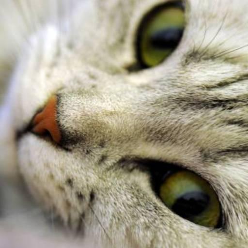 Cat icon