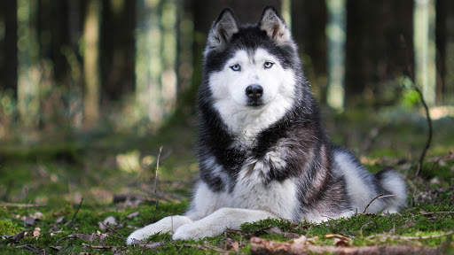 Husky Live Wallpaper (wallpapers & backgrounds) screenshot 13