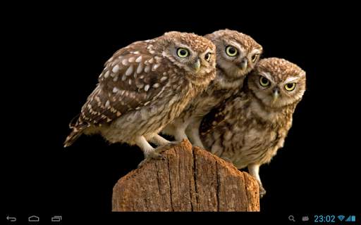 Owls Live Wallpaper screenshot 4