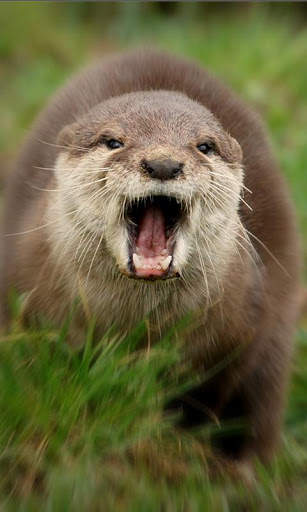 Otter Wallpaper screenshot 4