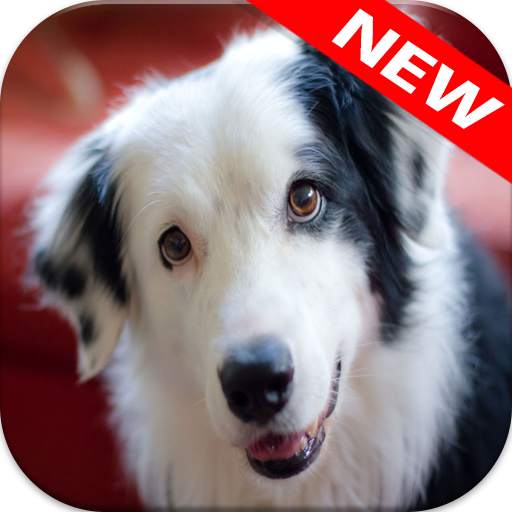 🐕 Border Collie Wallpapers – Cute Dog Wallpaper 4.0.0