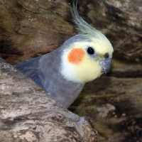 Cockatiels Bird Wallpapers HD