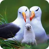 Live Birds Wallpapers(offline) 1.2