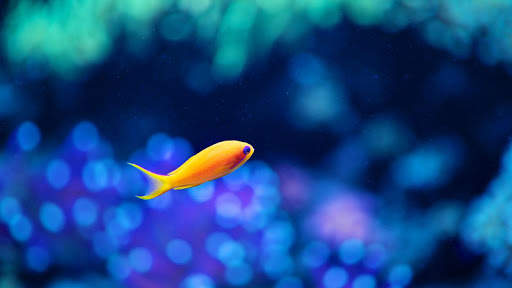 Fish HD Wallpaper screenshot 4
