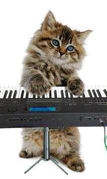 Funny cats Dancing and playing screenshot 5