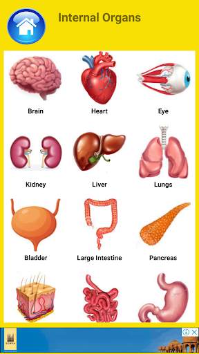 Learn Body Parts in English screenshot 3