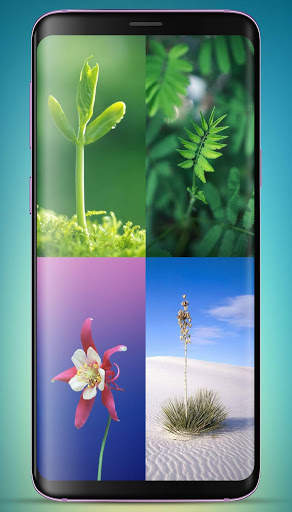 Plants Wallpaper HD screenshot 1