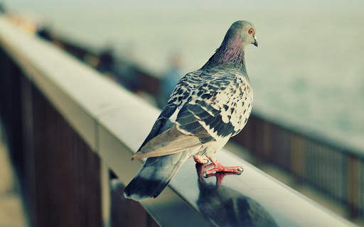 Pigeon Wallpaper 3 تصوير الشاشة