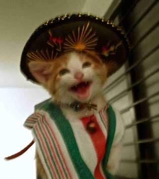 Funny Cats in Costume screenshot 2