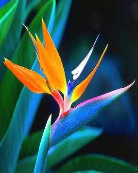Beautiful Birds Wallpapers स्क्रीनशॉट 3