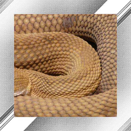 Snake Photo Frames 1.0.0.23
