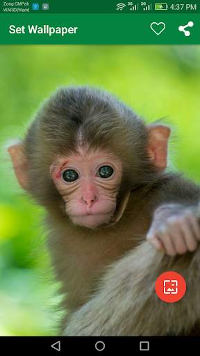 10000 WildLife Wallpapers screenshot 5