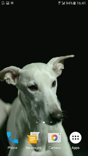 Dogs In Slow Motion Video screenshot 5