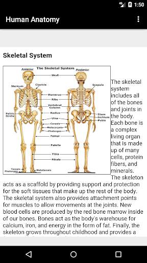 Human Anatomy screenshot 2