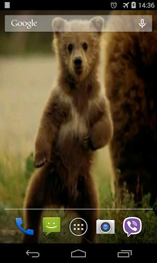 Cute Bear Video Live Wallpaper screenshot 2
