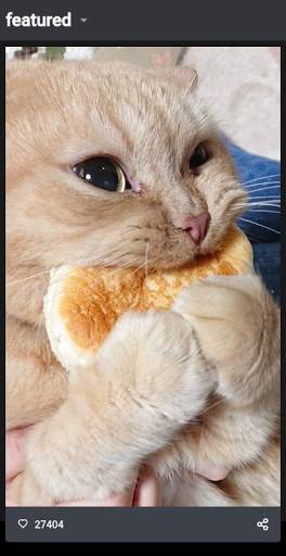 Funny Cat Videos and Pictures, screenshot 4