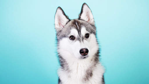 Husky Live Wallpaper (wallpapers & backgrounds) screenshot 5