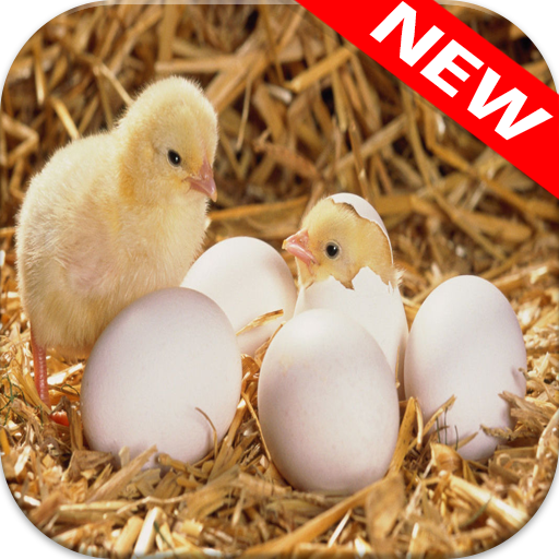 🐔Chicken Wallpapers icon