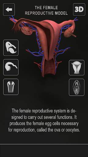 Female Anatomy 3D : Female Body Visualizer screenshot 3