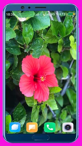 Hibiscus Flower Wallpaper Best 4K screenshot 6