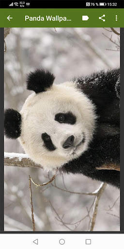 Panda Wallpapers screenshot 2