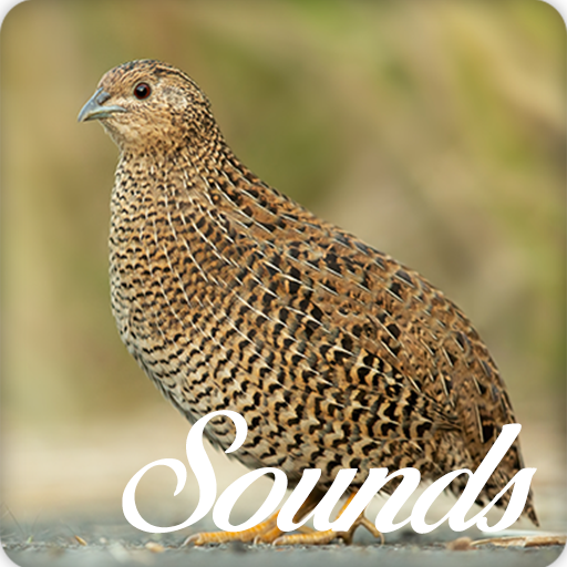 Quail Bird Sounds and Ringtone Audio icon