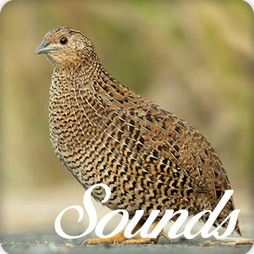 Quail Bird Sounds and Ringtone Audio 4.0.0