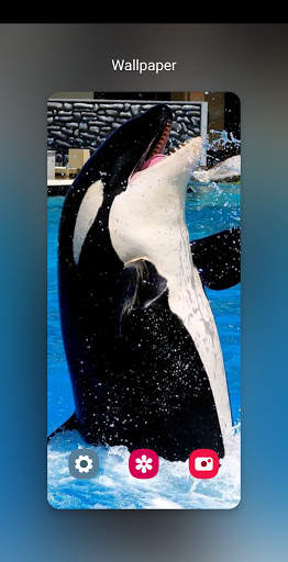 orca wallpaper_خلفيات الحوت القاتل 3 تصوير الشاشة