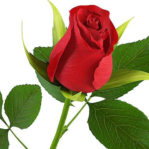 Colorful Flowers Roses HD Wall icon